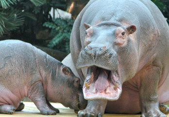 Omaha's Henry Doorly Zoo Named Best in t...