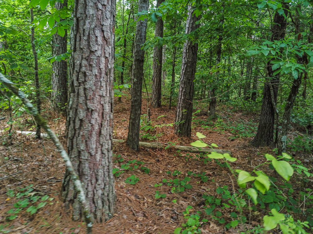 Bonnerdale, AR 71943 - image 11