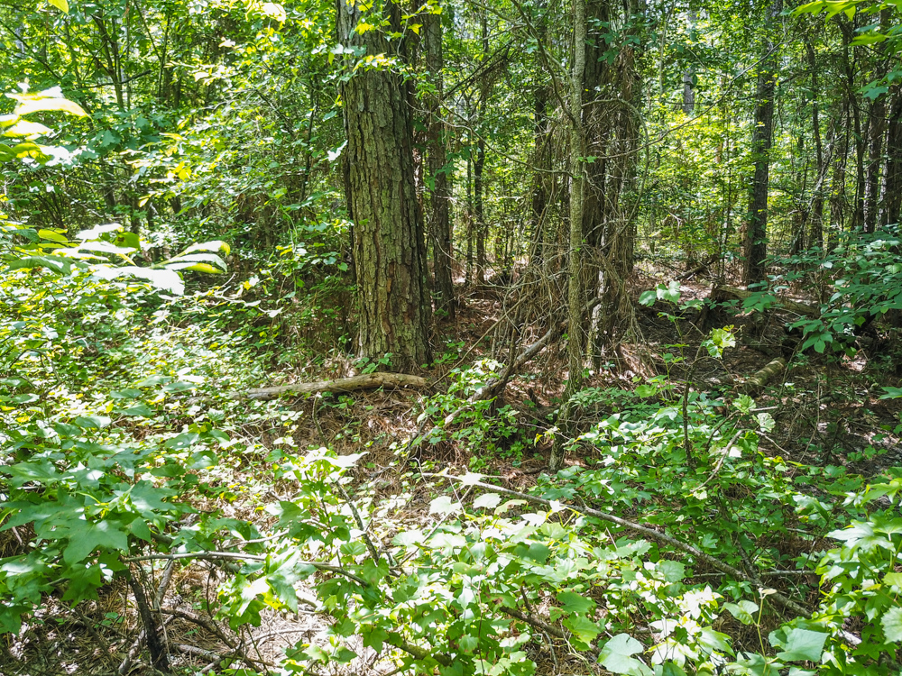 Bonnerdale, AR 71943 - image 21