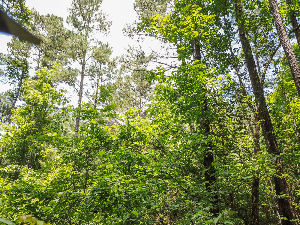 Bonnerdale, AR 71943 - image 16