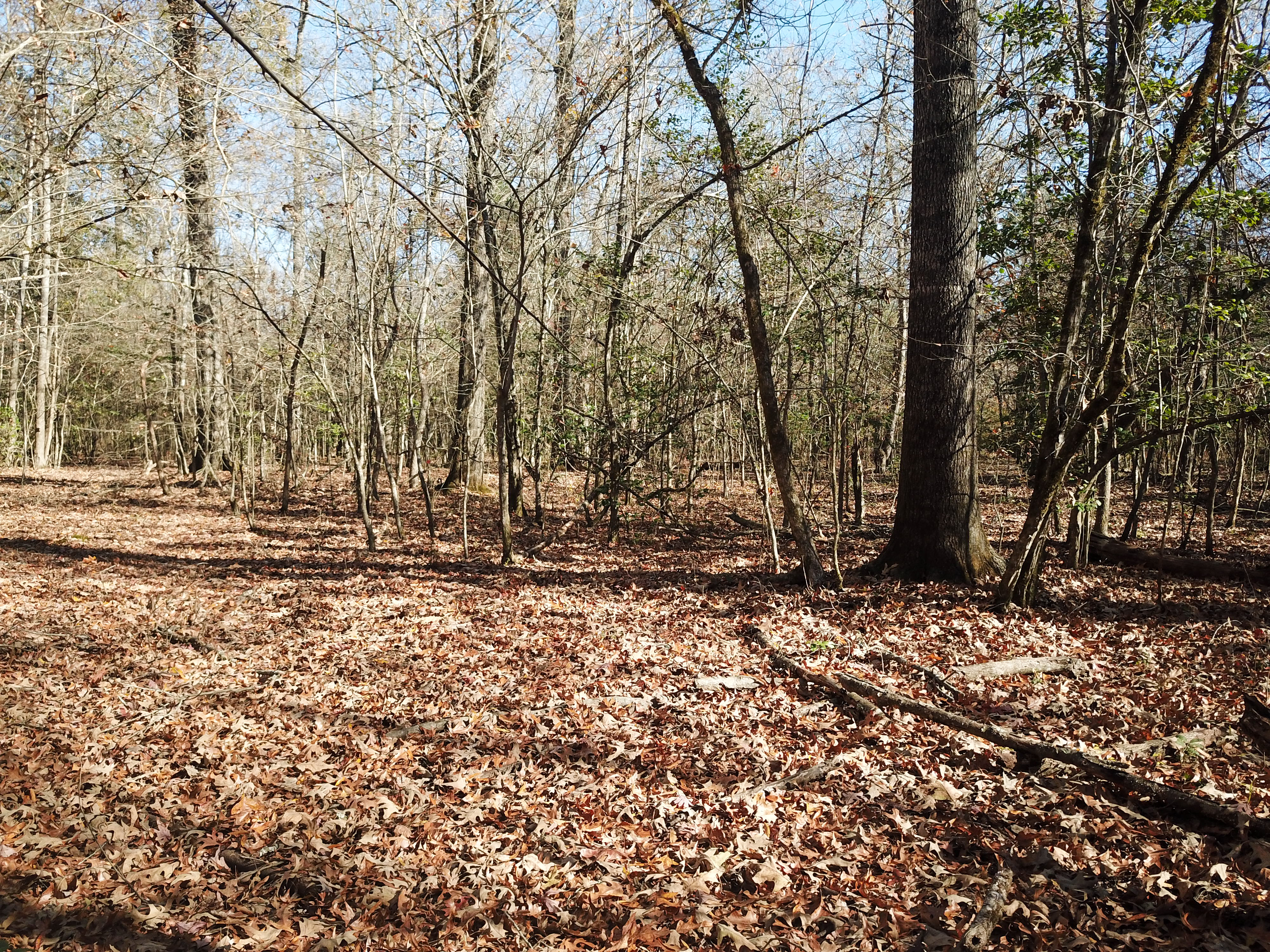 Arkadelphia, AR 71923 - image 15