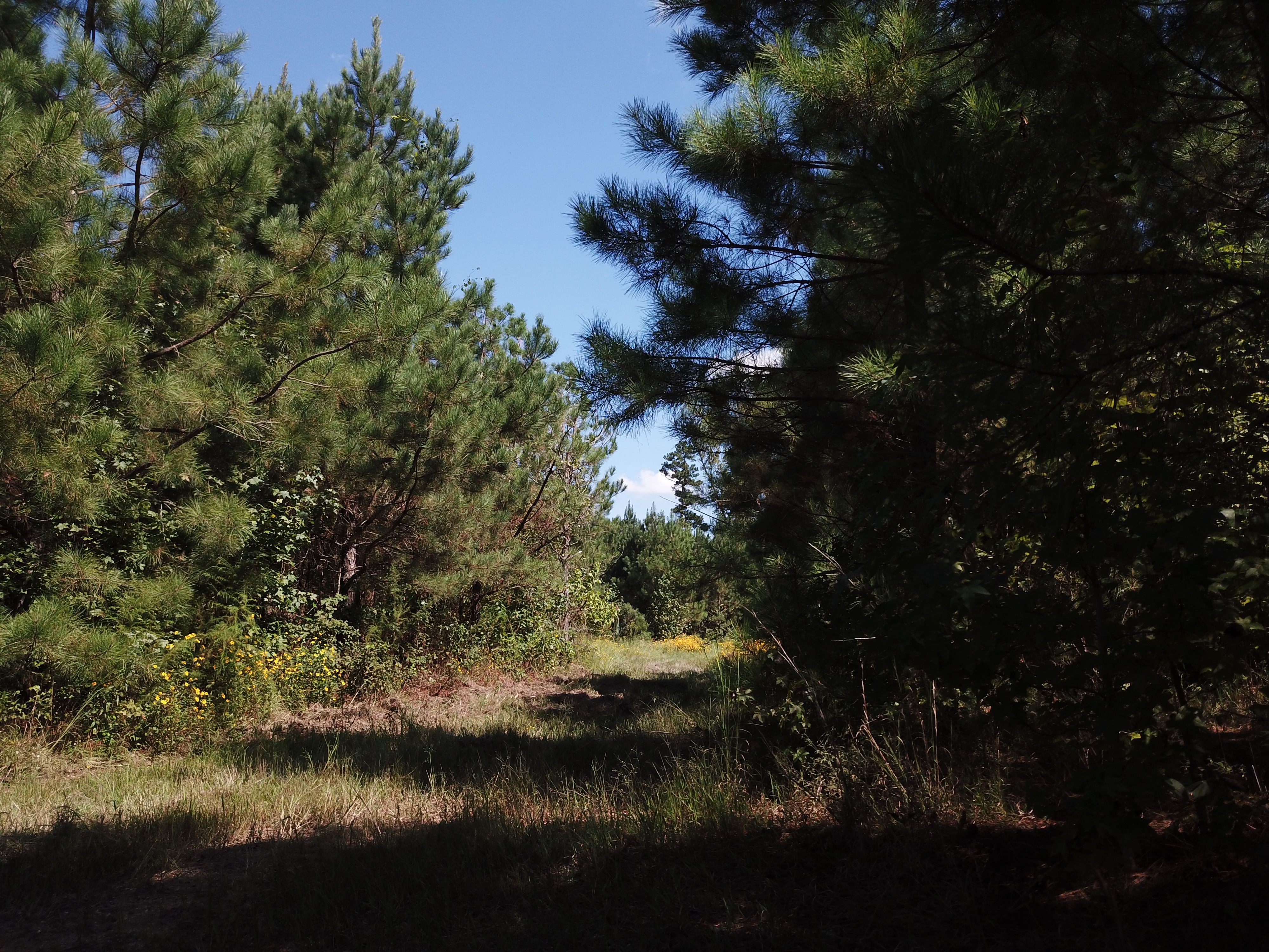 Warren, AR 71671 - image 29