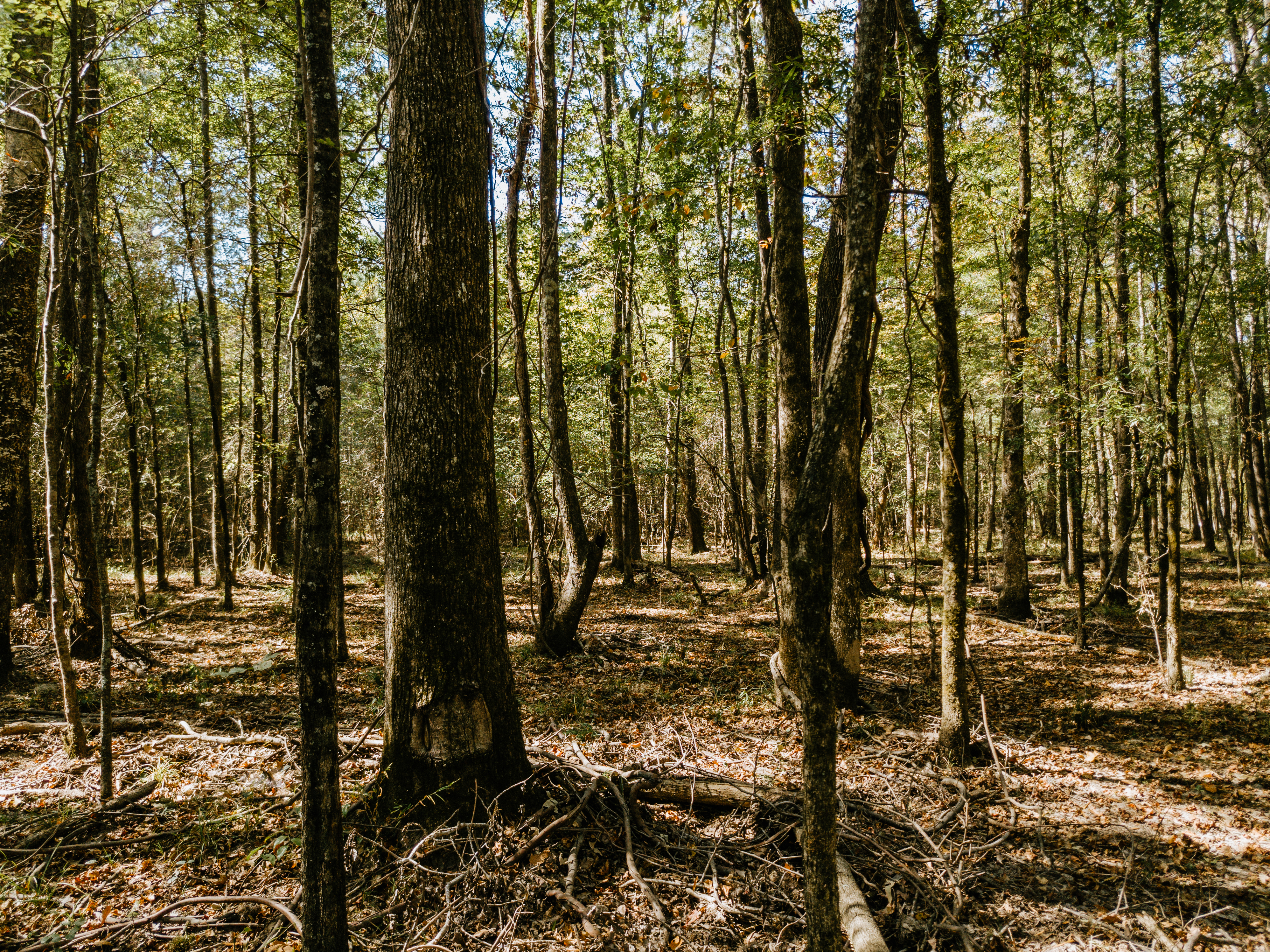 Haskell, AR 72015 - image 38