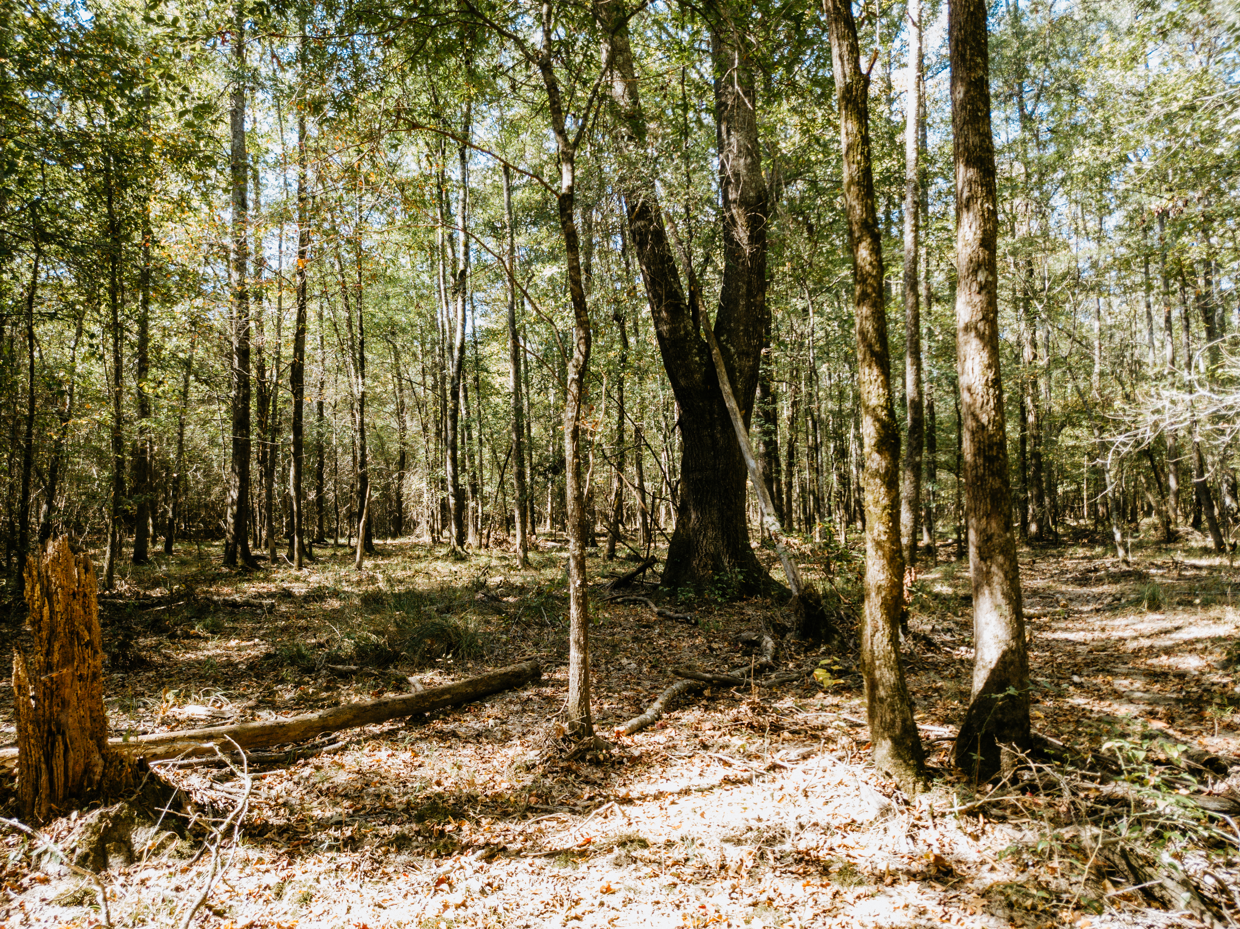 Haskell, AR 72015 - image 37