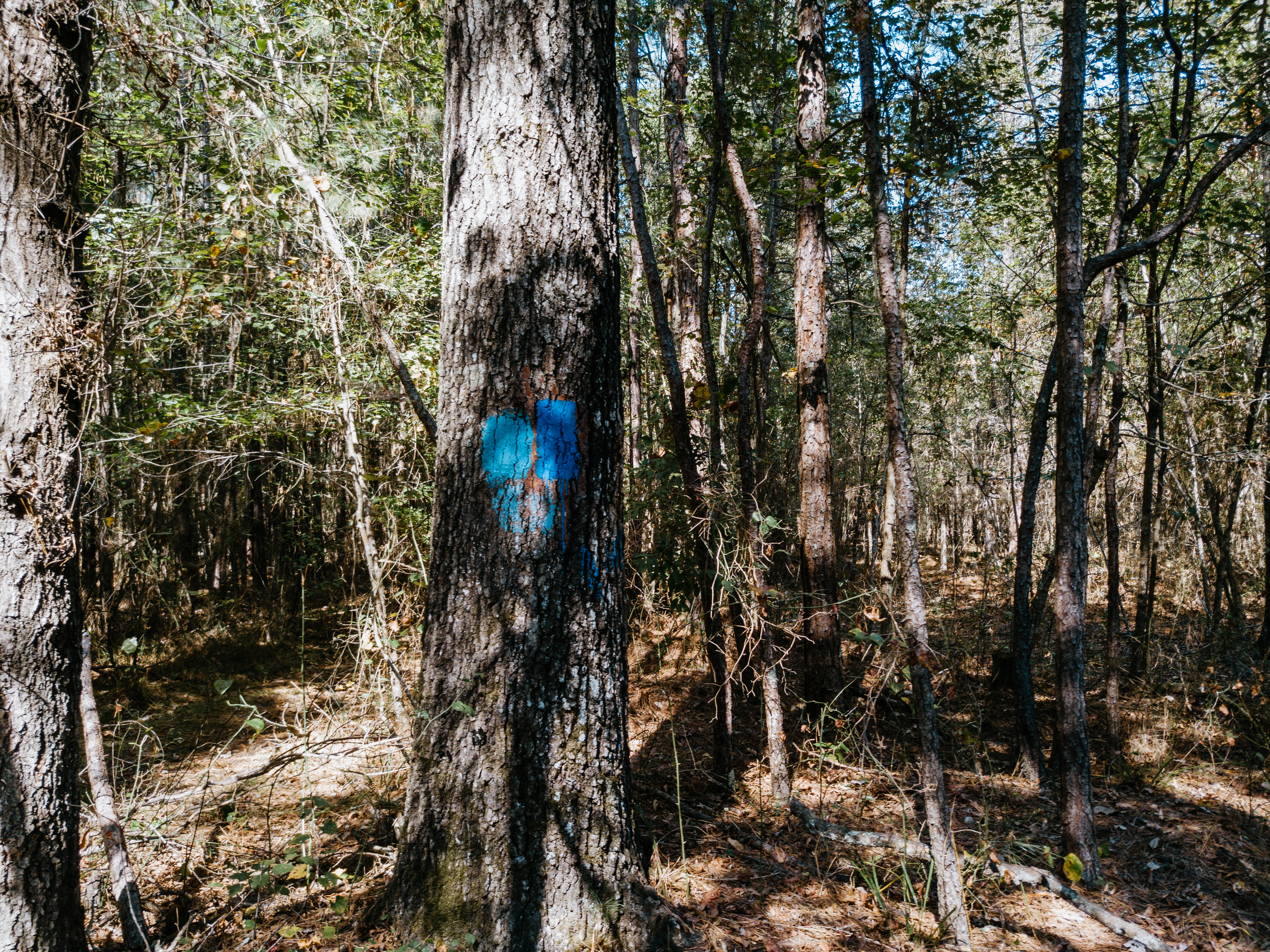 Haskell, AR 72015 - image 15