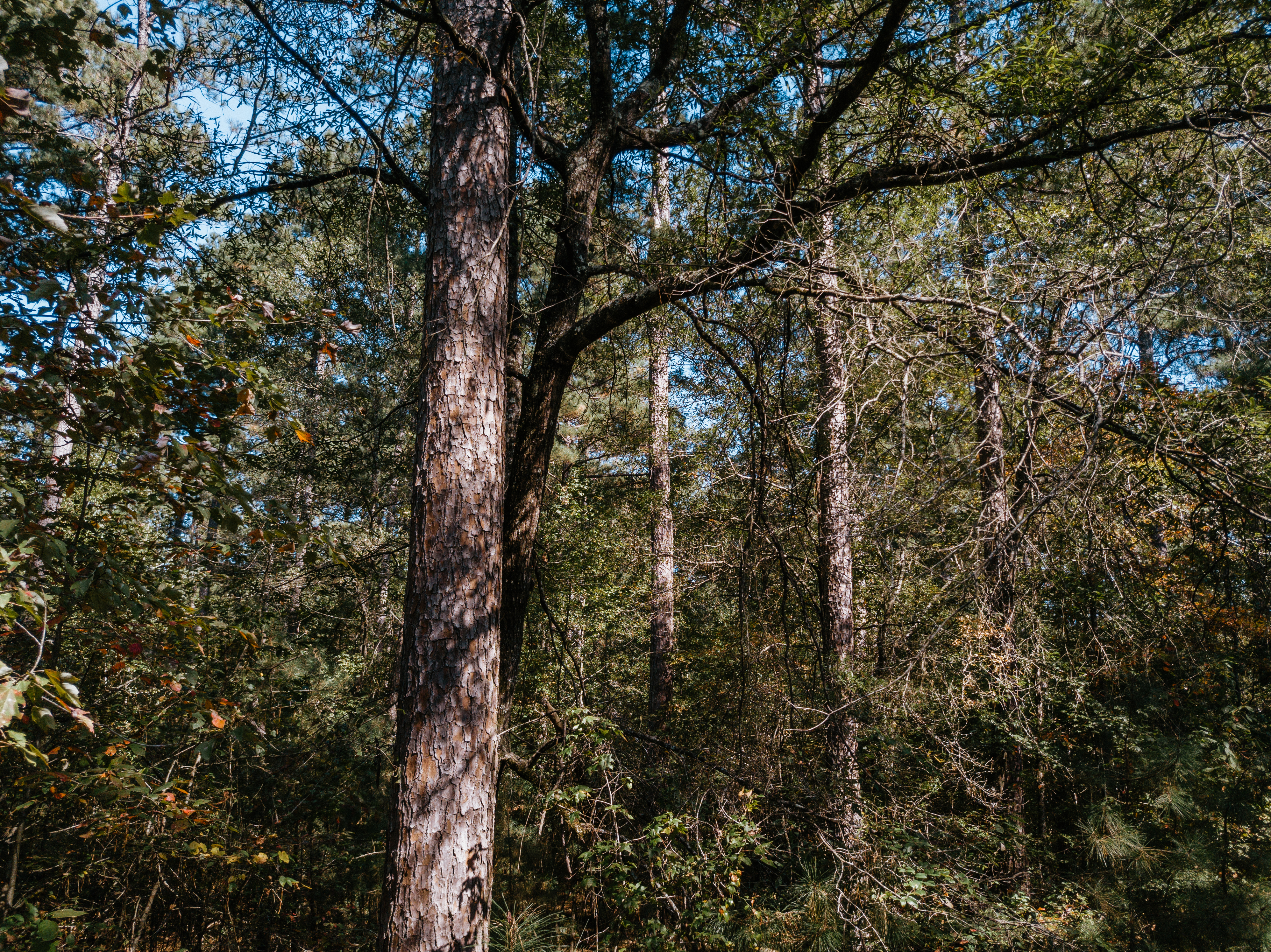 Haskell, AR 72015 - image 7