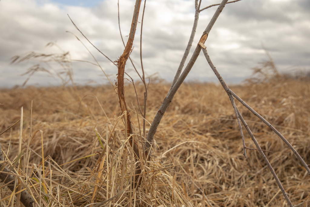 Volga, SD 57071 - image 18