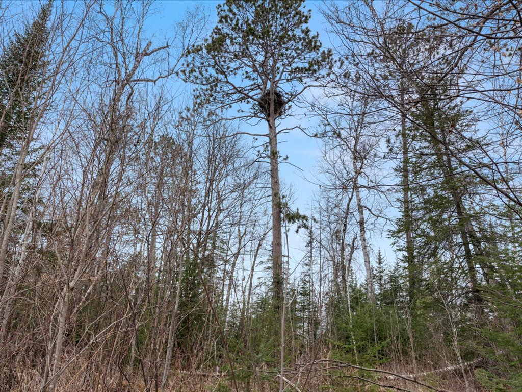 Jacobson, MN 55752 - image 46