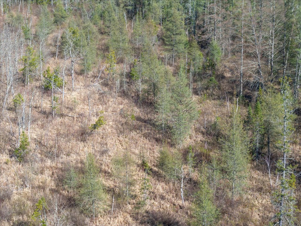 41863 Little Pine Road - image 24