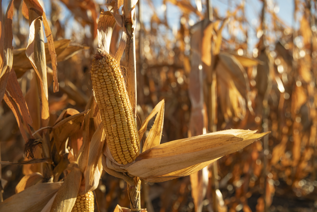 Madison, SD 57042 - image 37