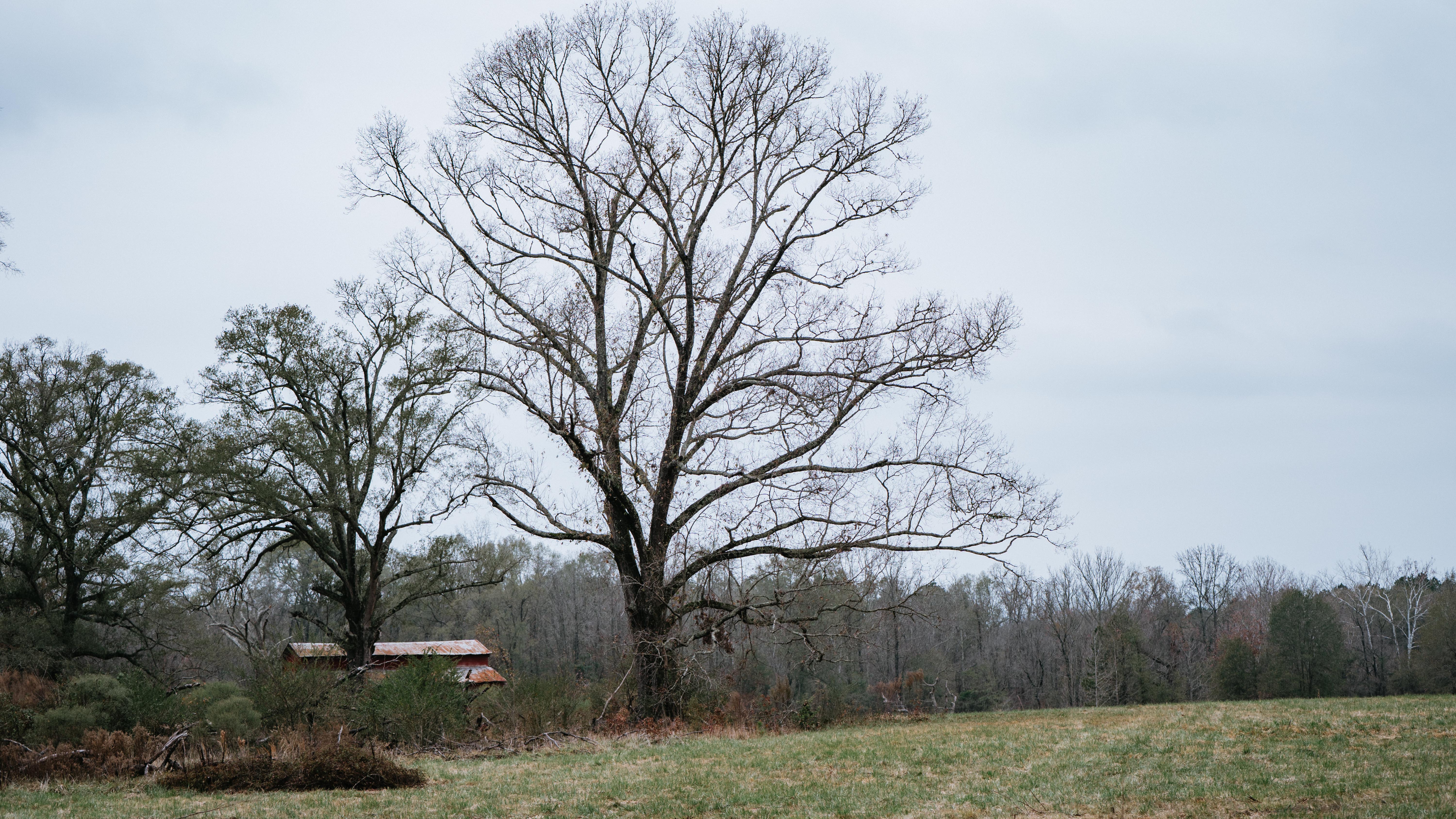 7183 Hwy 51S - image 30