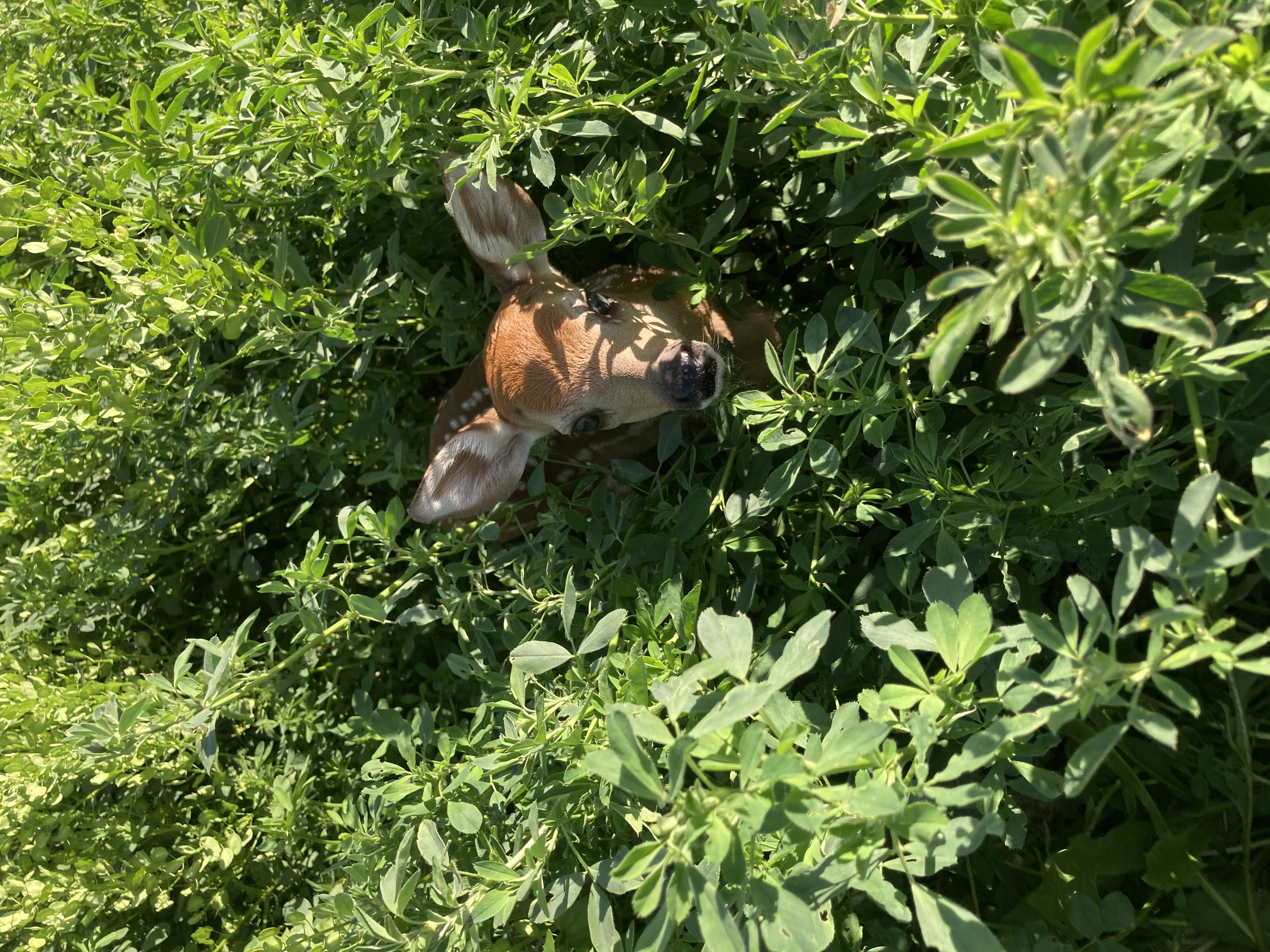 Arion, IA 51520 - image 17