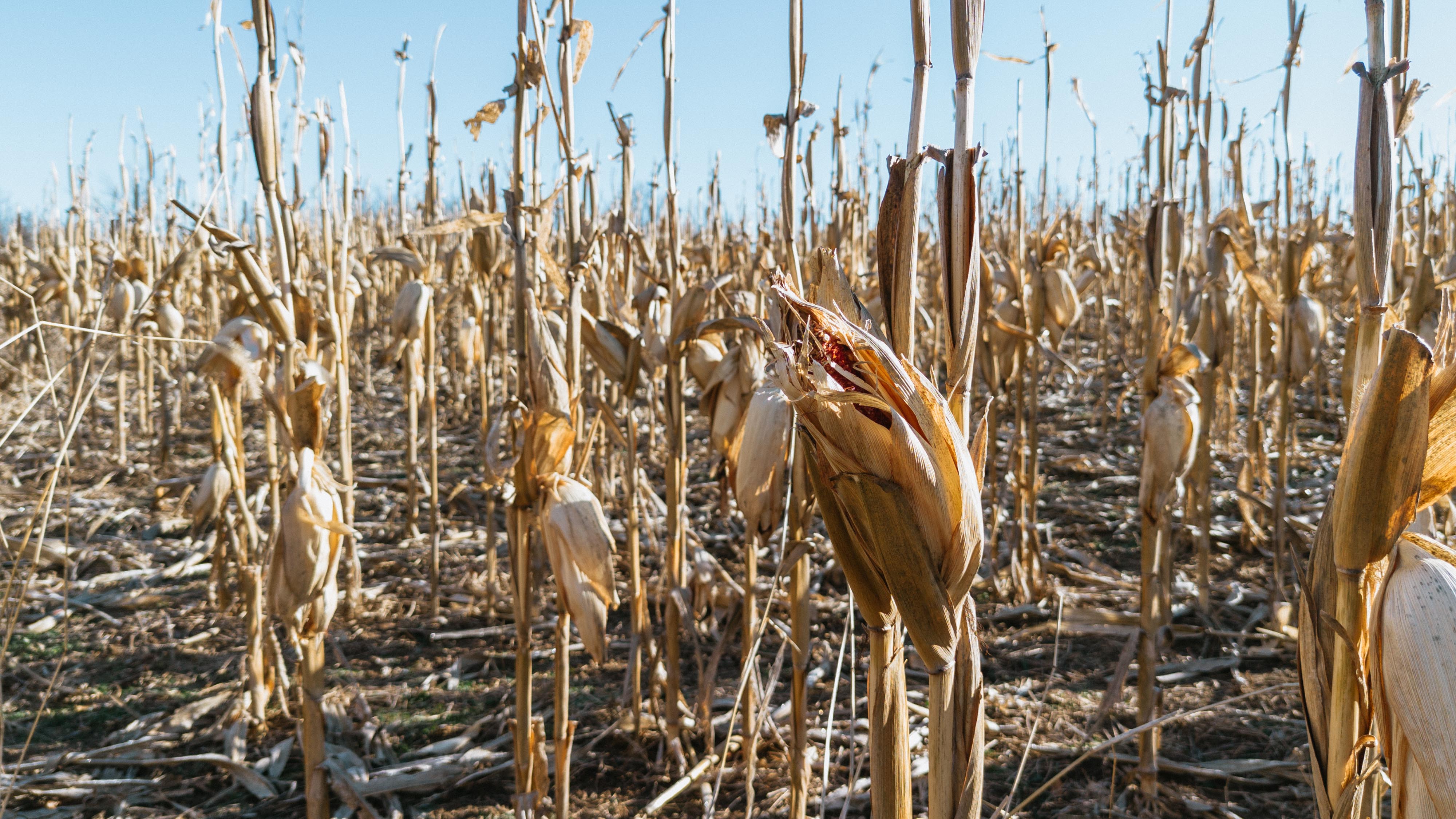 31702 127th Street - image 47