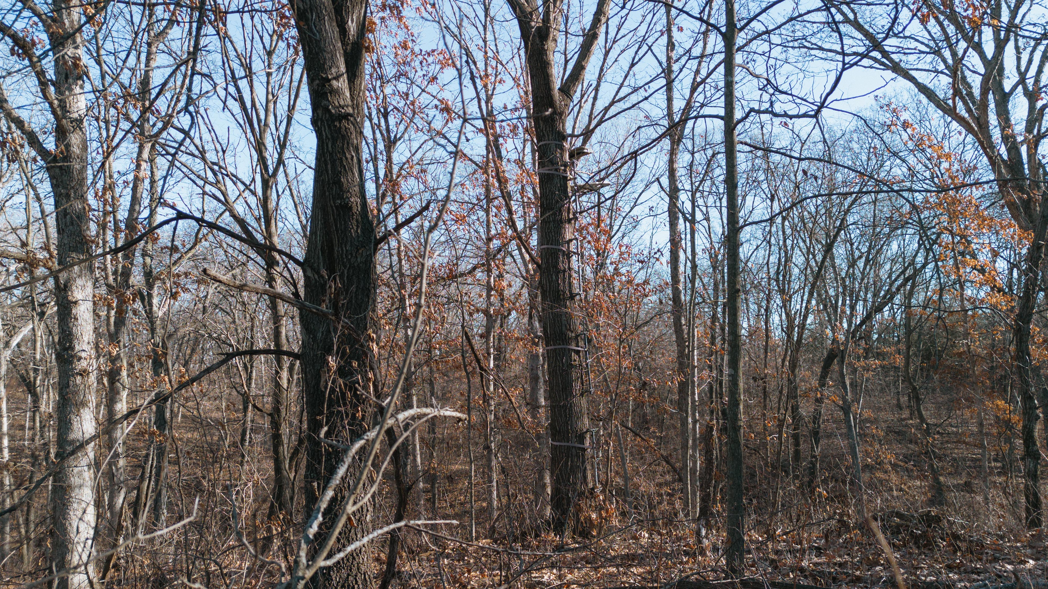 31702 127th Street - image 37