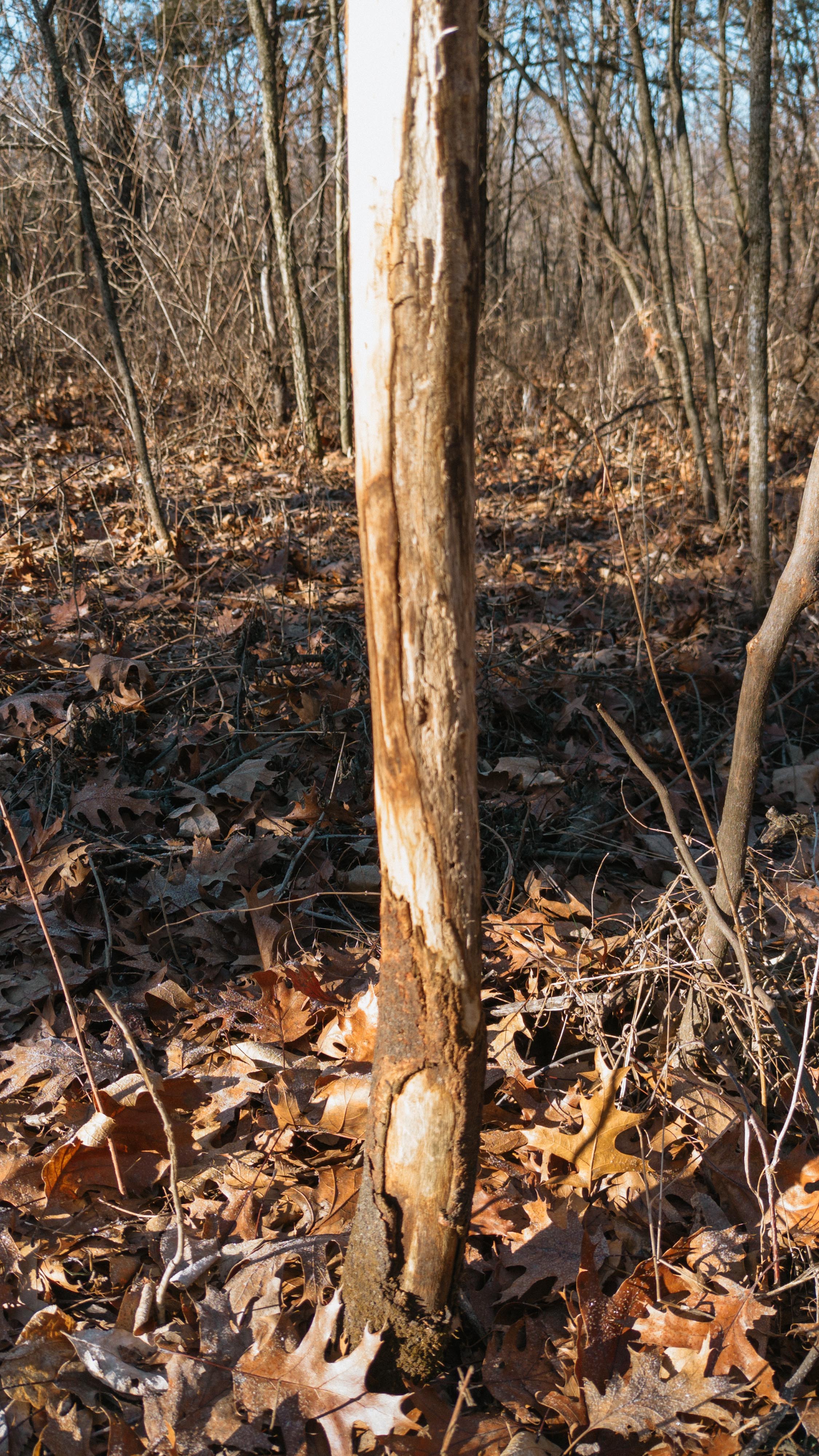 31702 127th Street - image 32