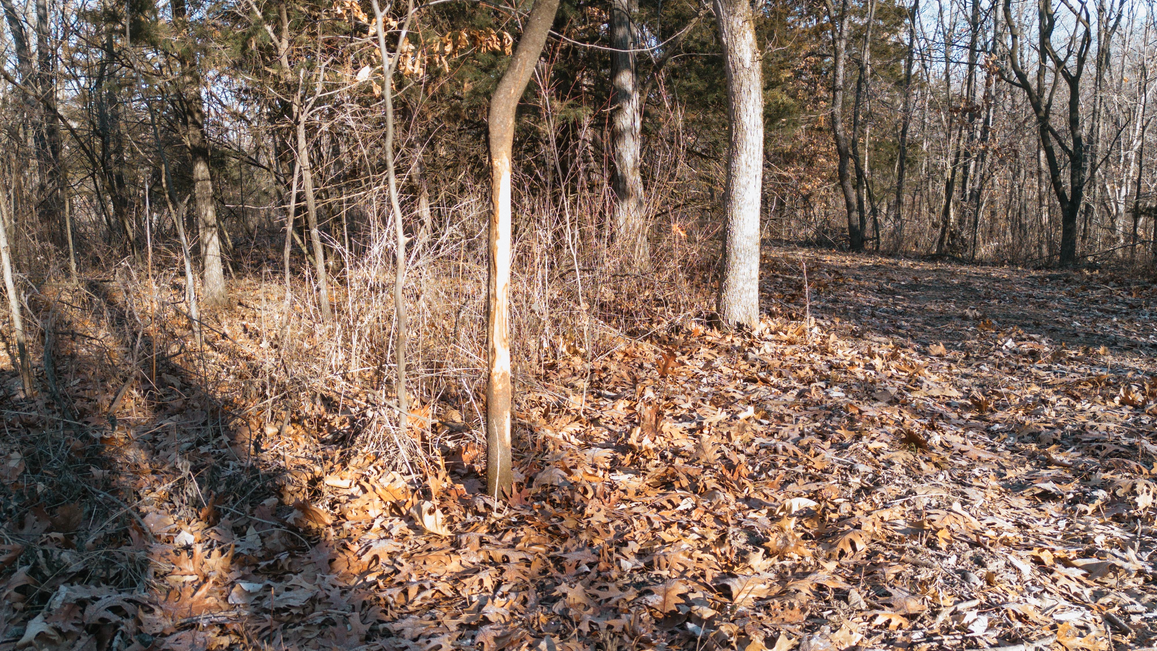 31702 127th Street - image 31