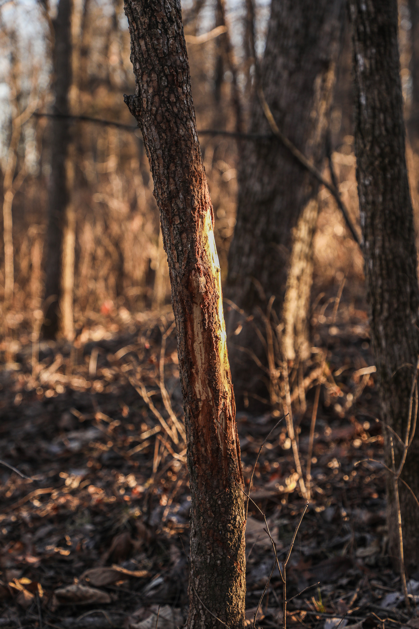 Robinson, KS 66532 - image 45