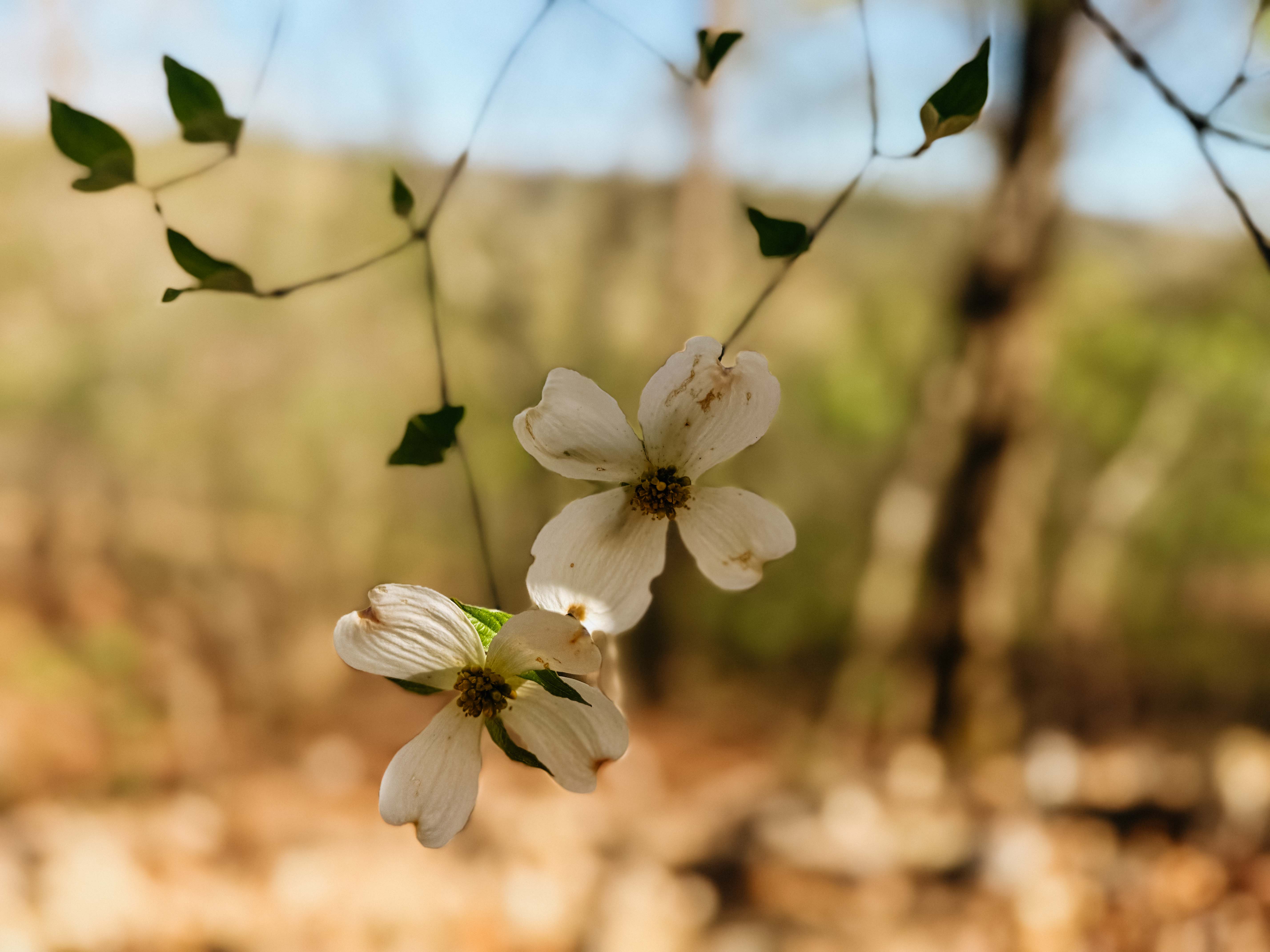 Glenwood, AR 71943 - image 50