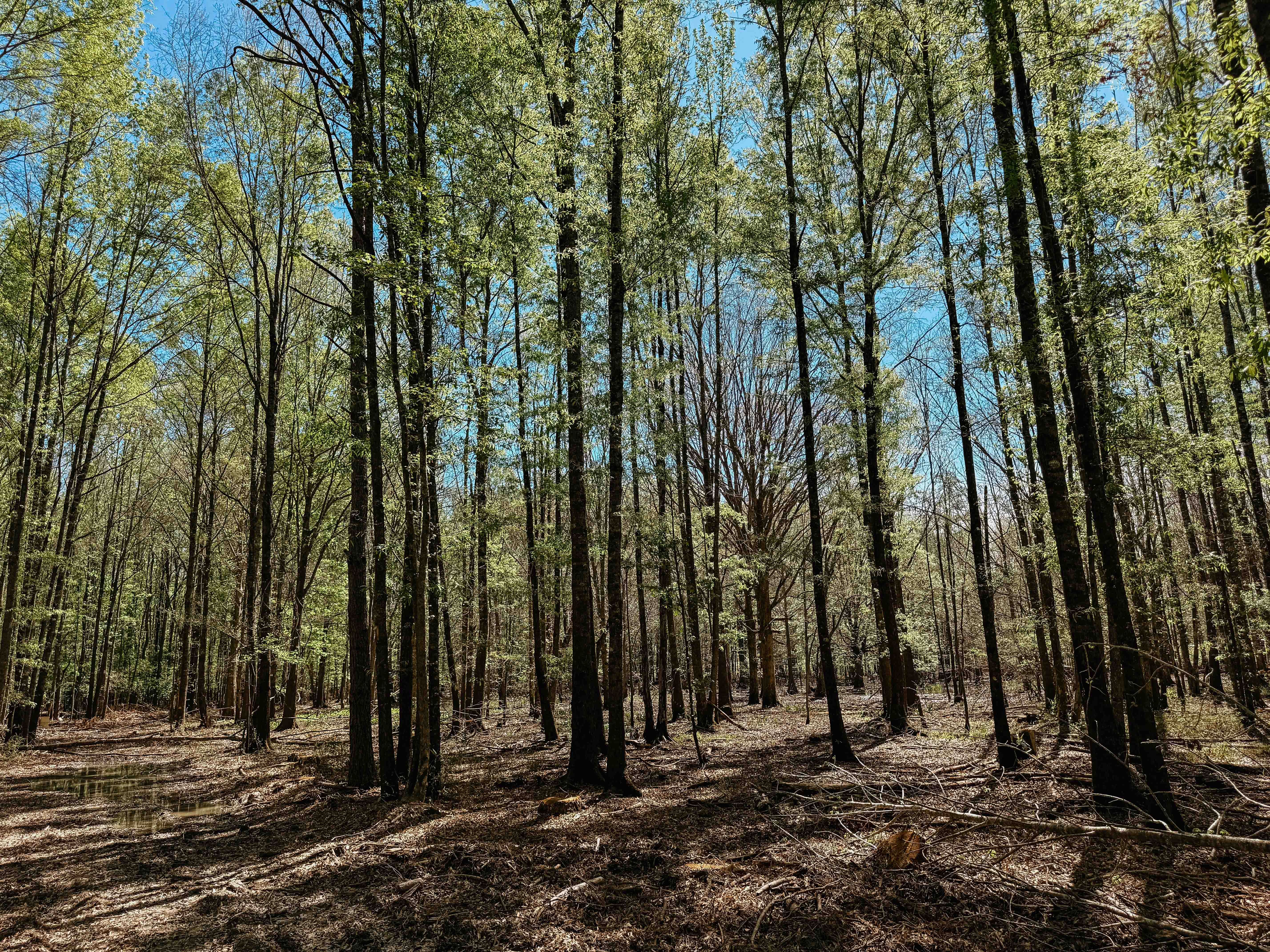 Fordyce, AR 71742 - image 22