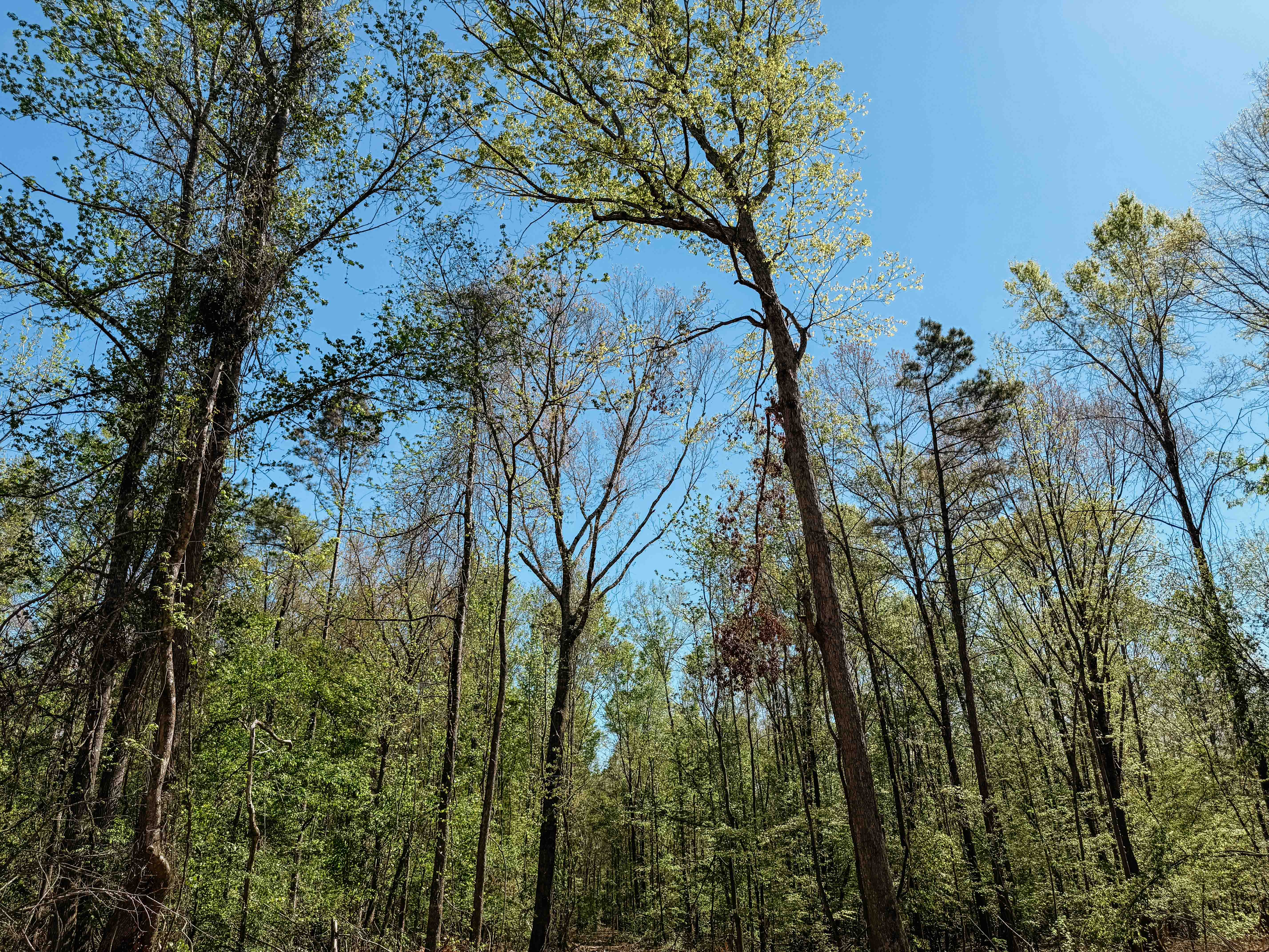 Fordyce, AR 71742 - image 24