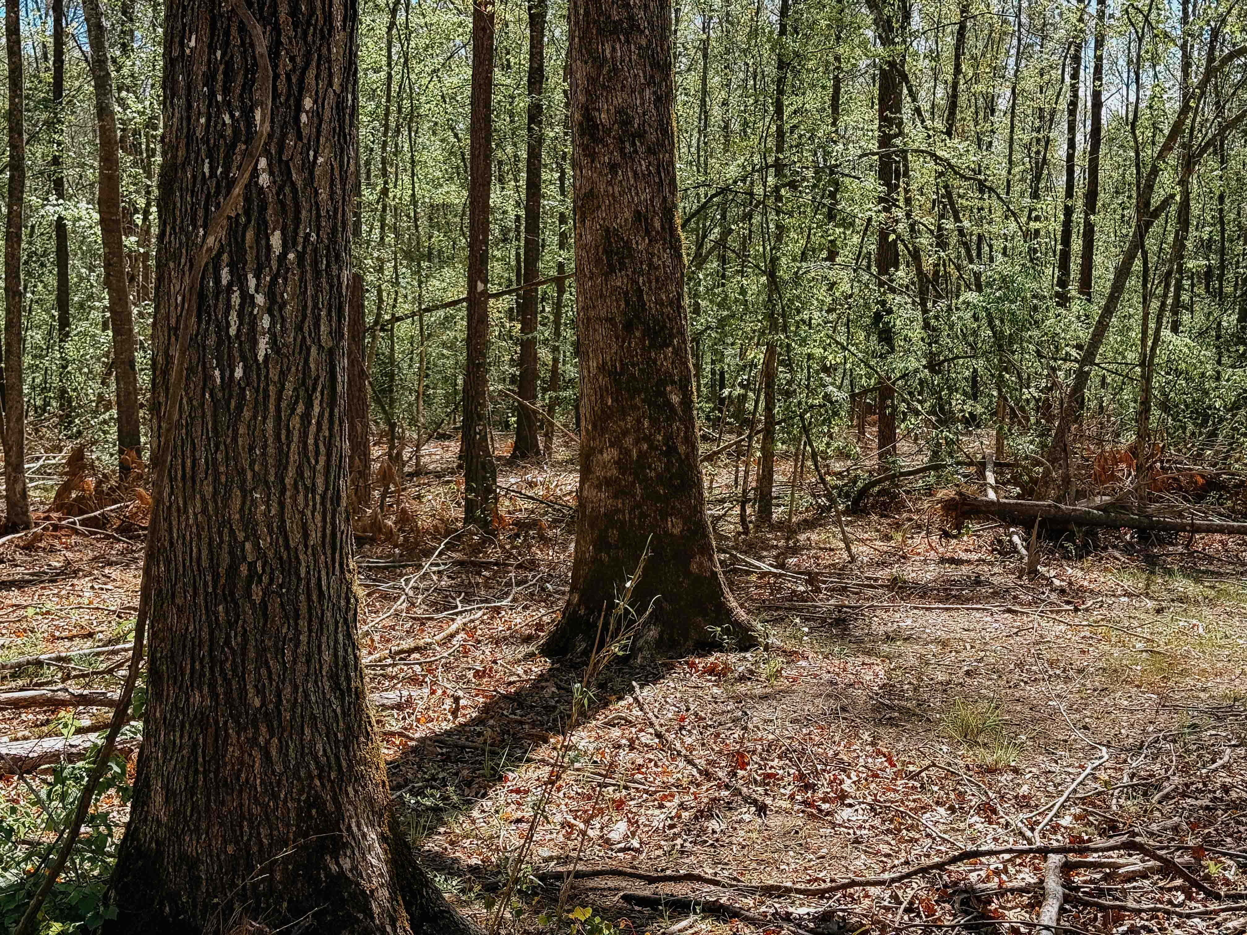 Fordyce, AR 71742 - image 35