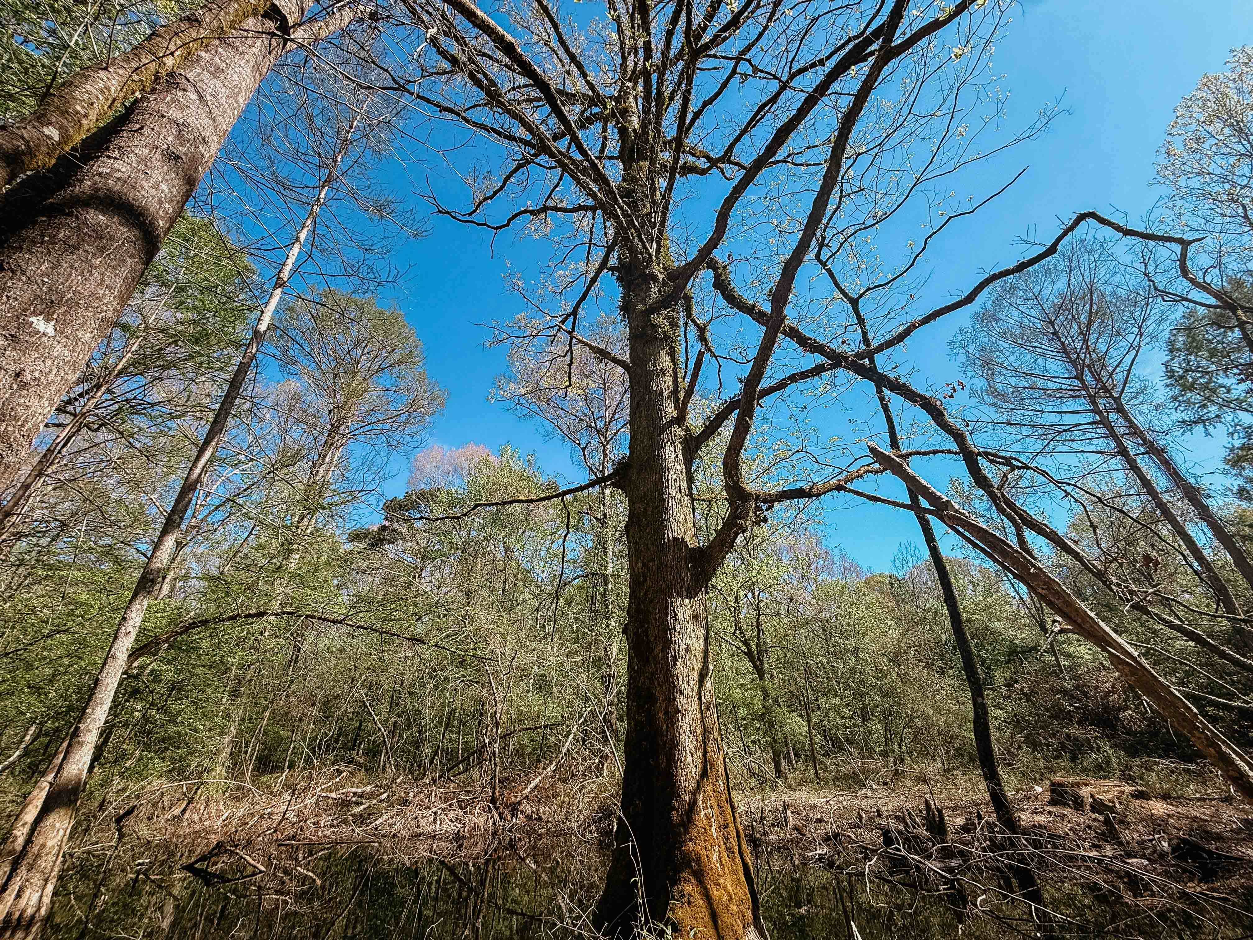 Fordyce, AR 71742 - image 40