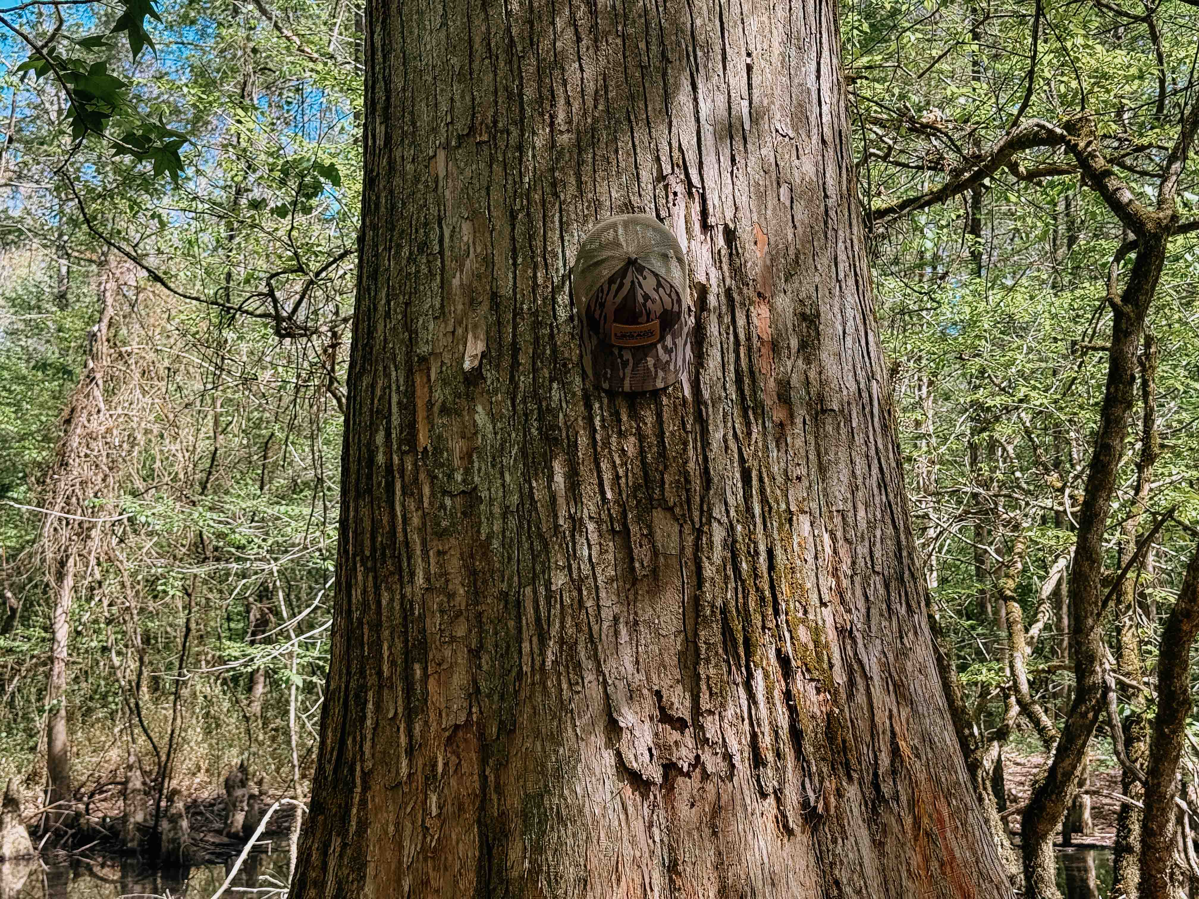 Fordyce, AR 71742 - image 19