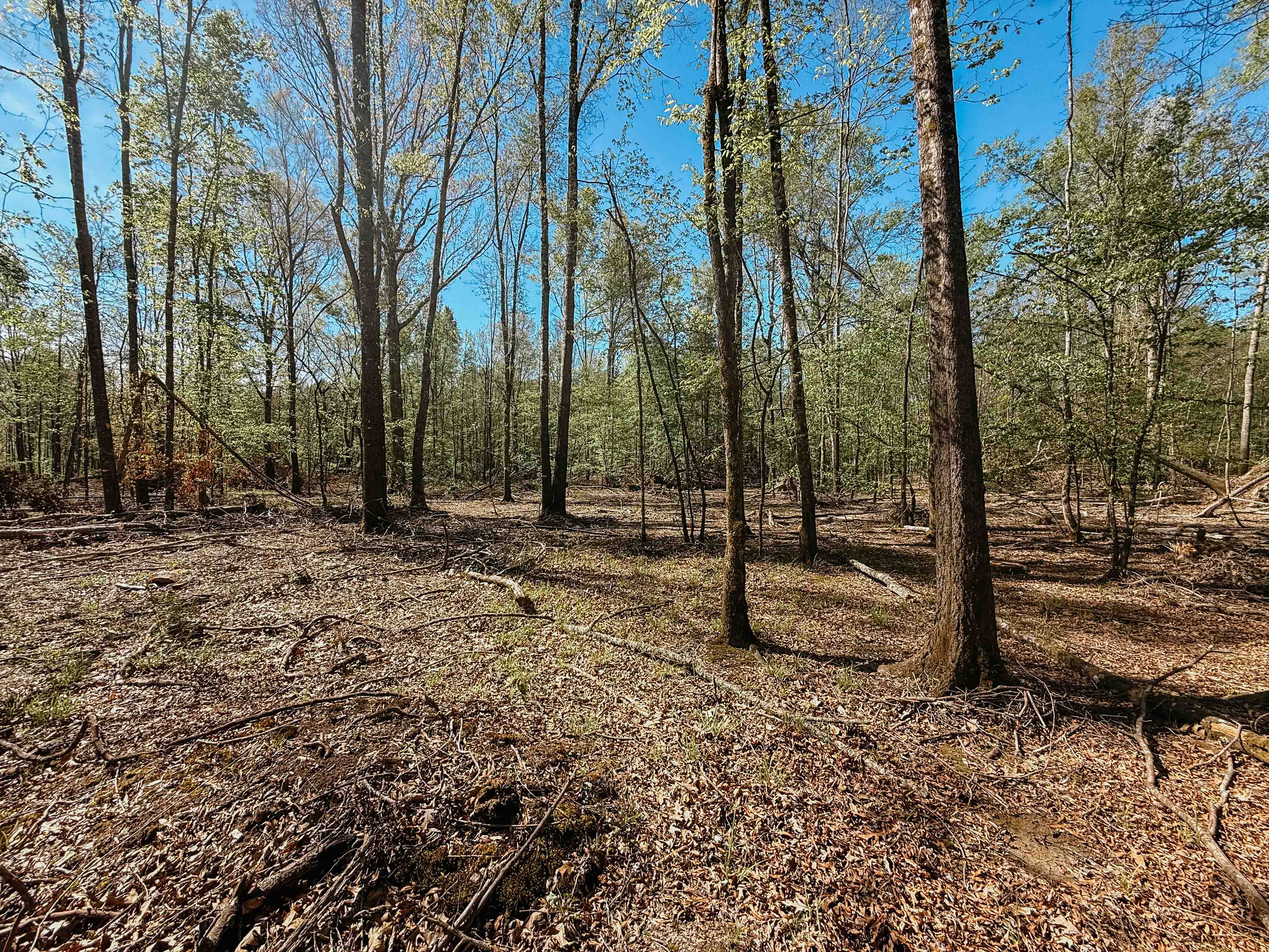 Fordyce, AR 71742 - image 41