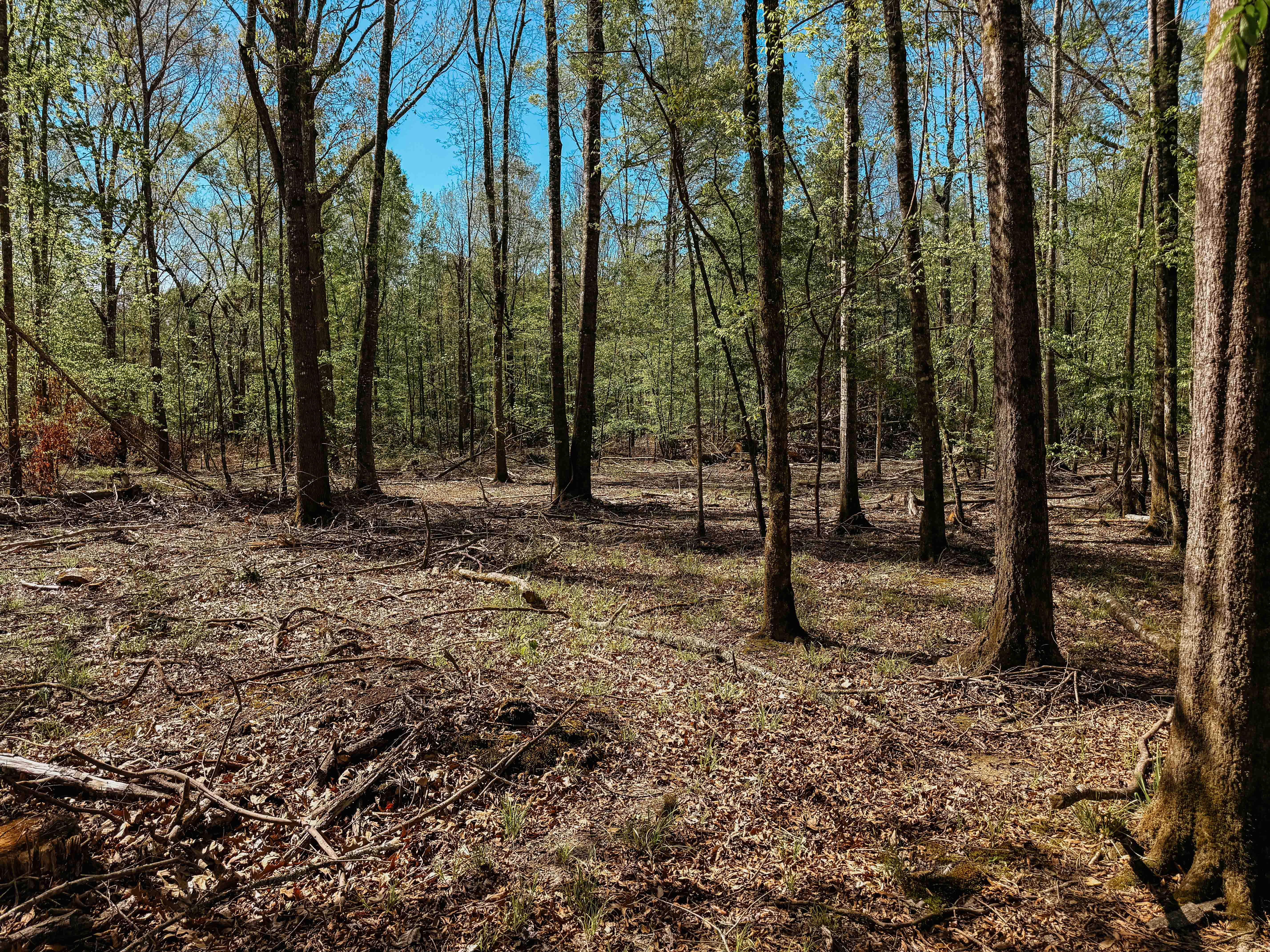 Fordyce, AR 71742 - image 21