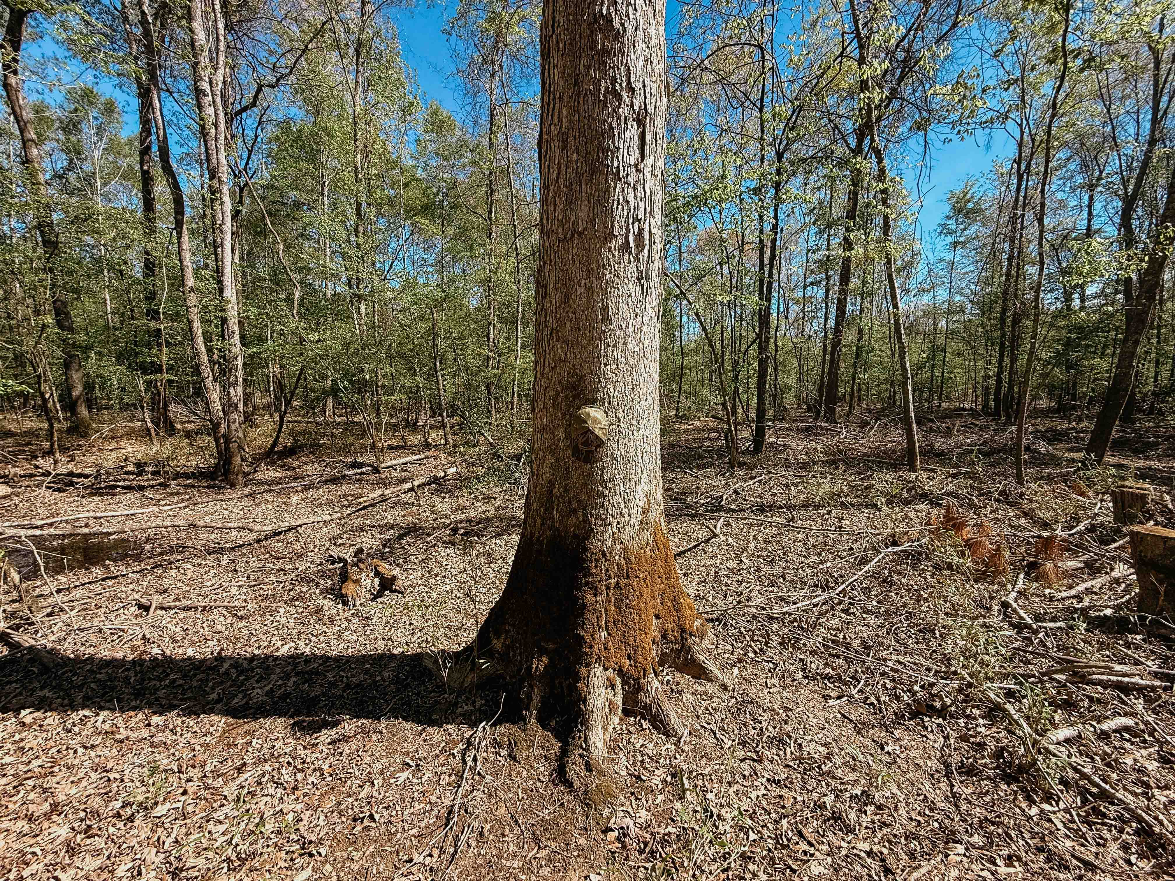 Fordyce, AR 71742 - image 18