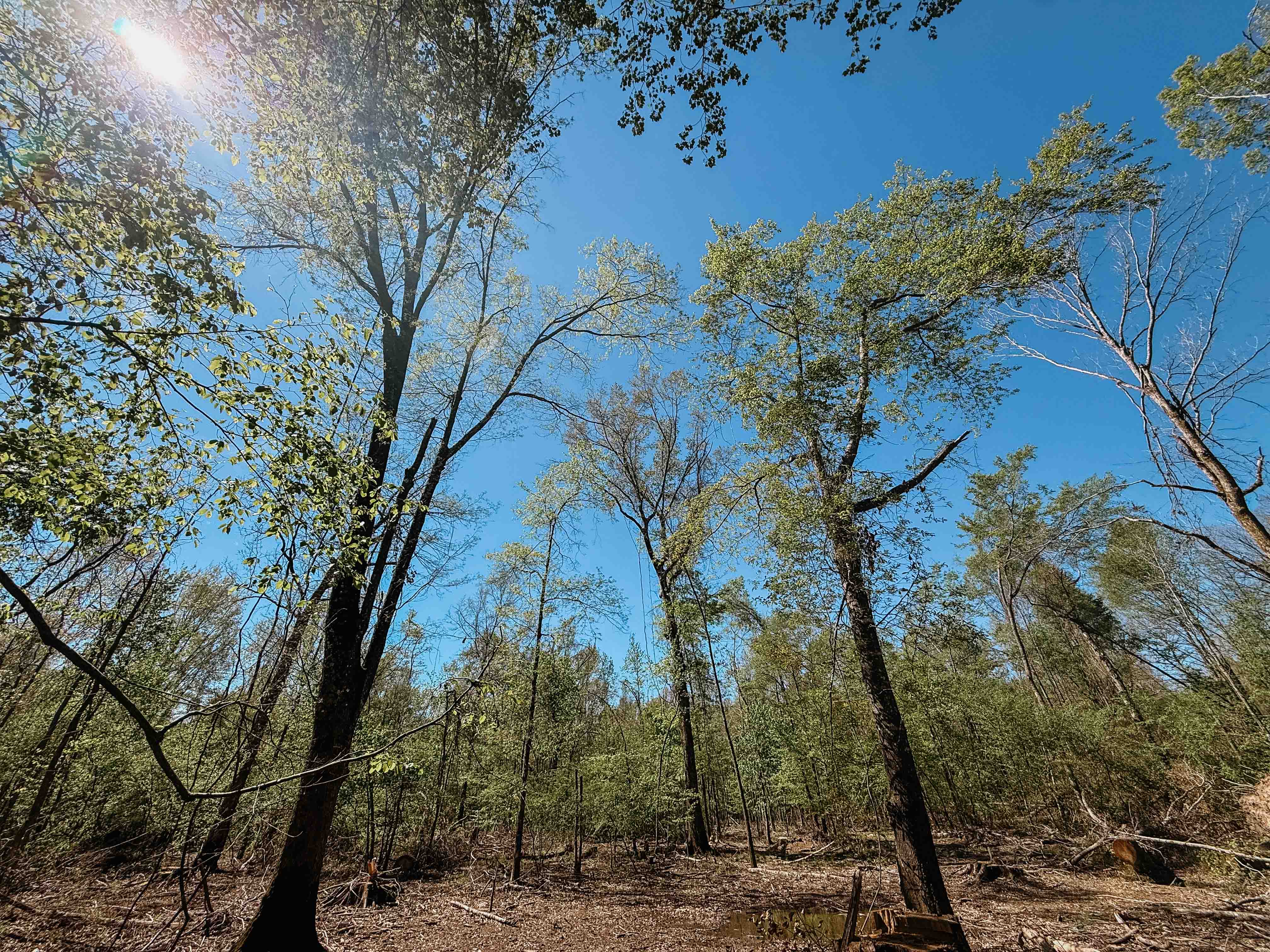 Fordyce, AR 71742 - image 43