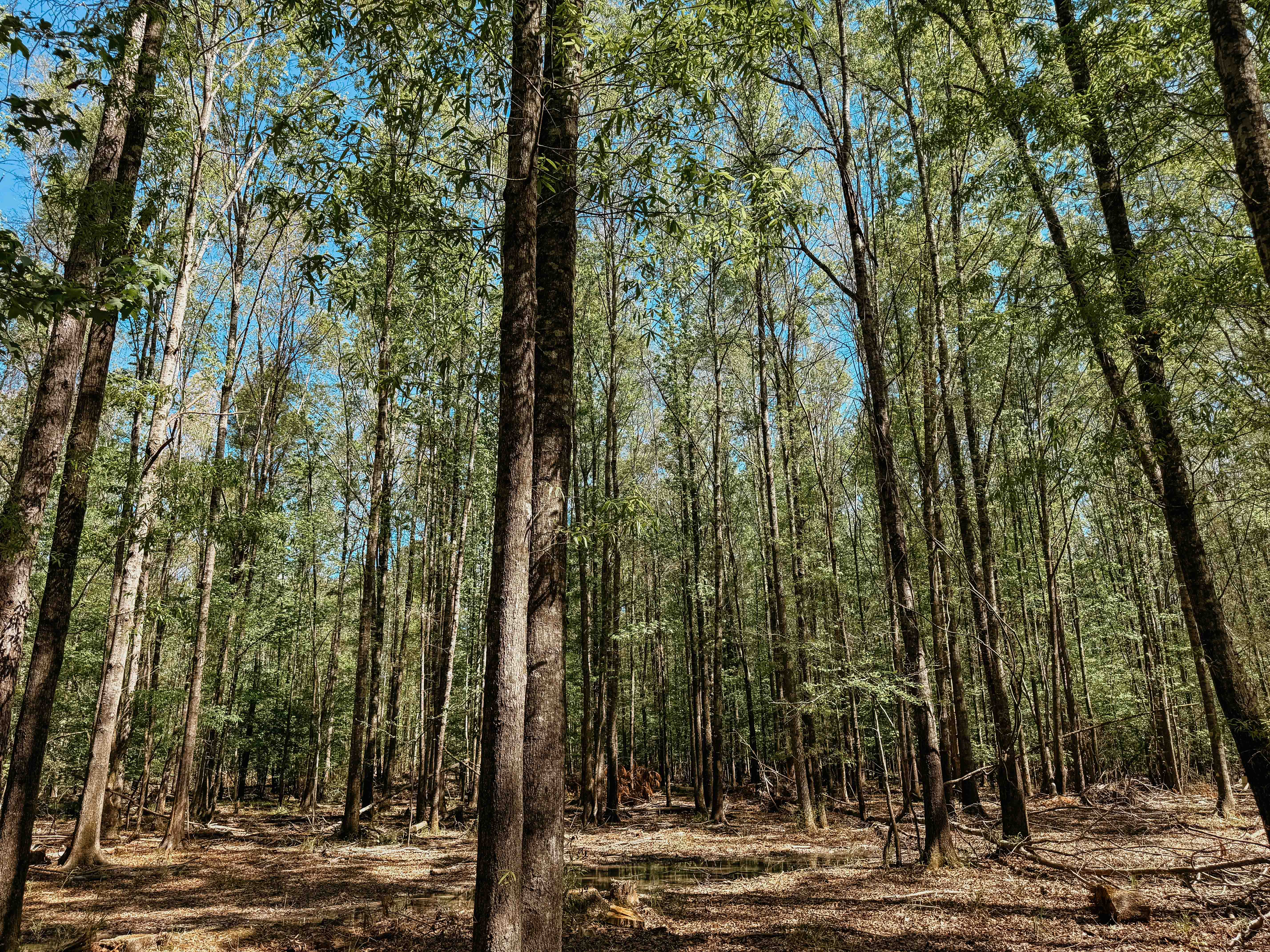 Fordyce, AR 71742 - image 44