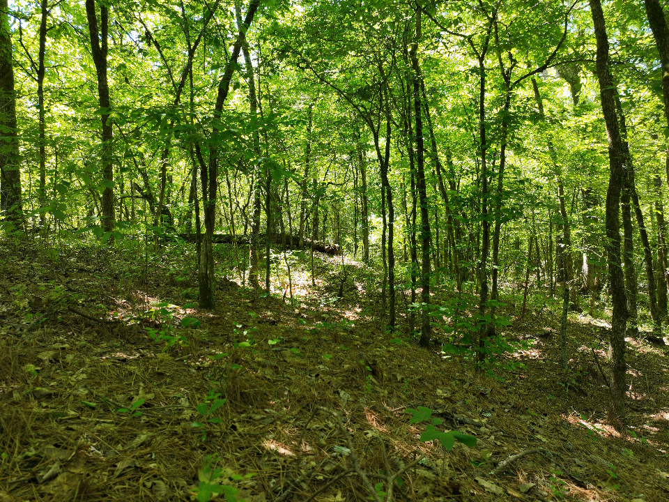 Point Cedar, AR 71921 - image 27