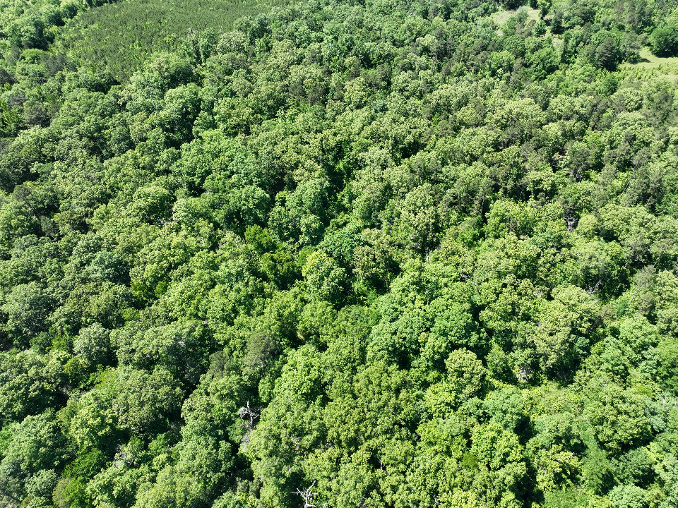 Point Cedar, AR 71921 - image 8