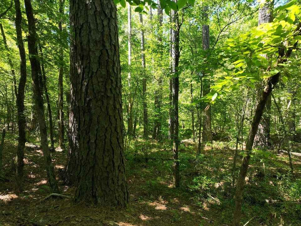 Point Cedar, AR 71921 - image 26