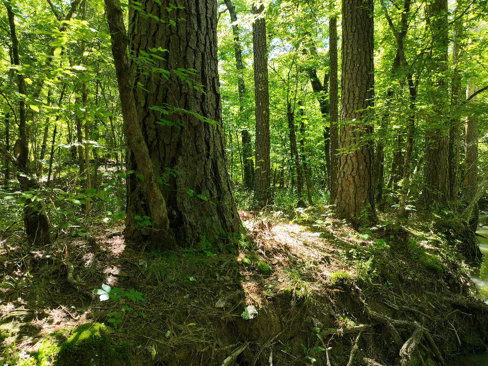Point Cedar, AR 71921 - image 20