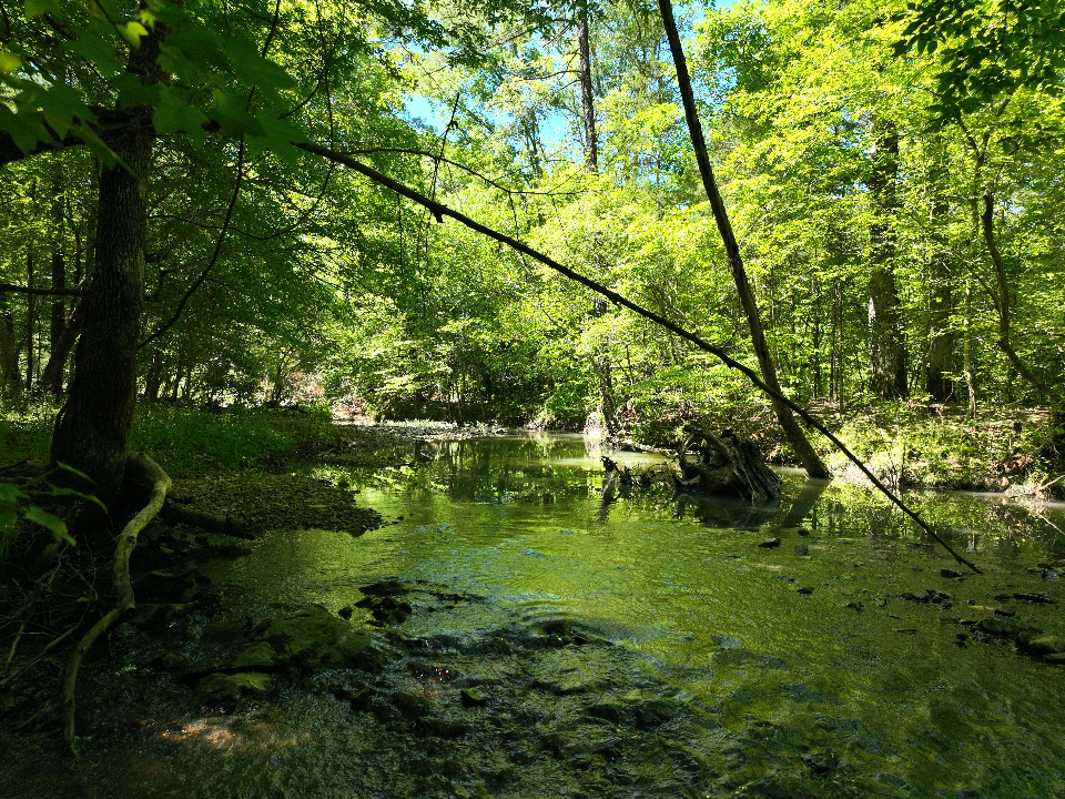 Point Cedar, AR 71921 - image 21