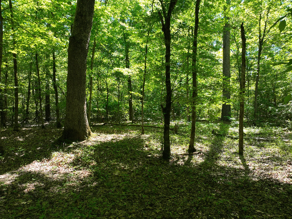 Point Cedar, AR 71921 - image 19