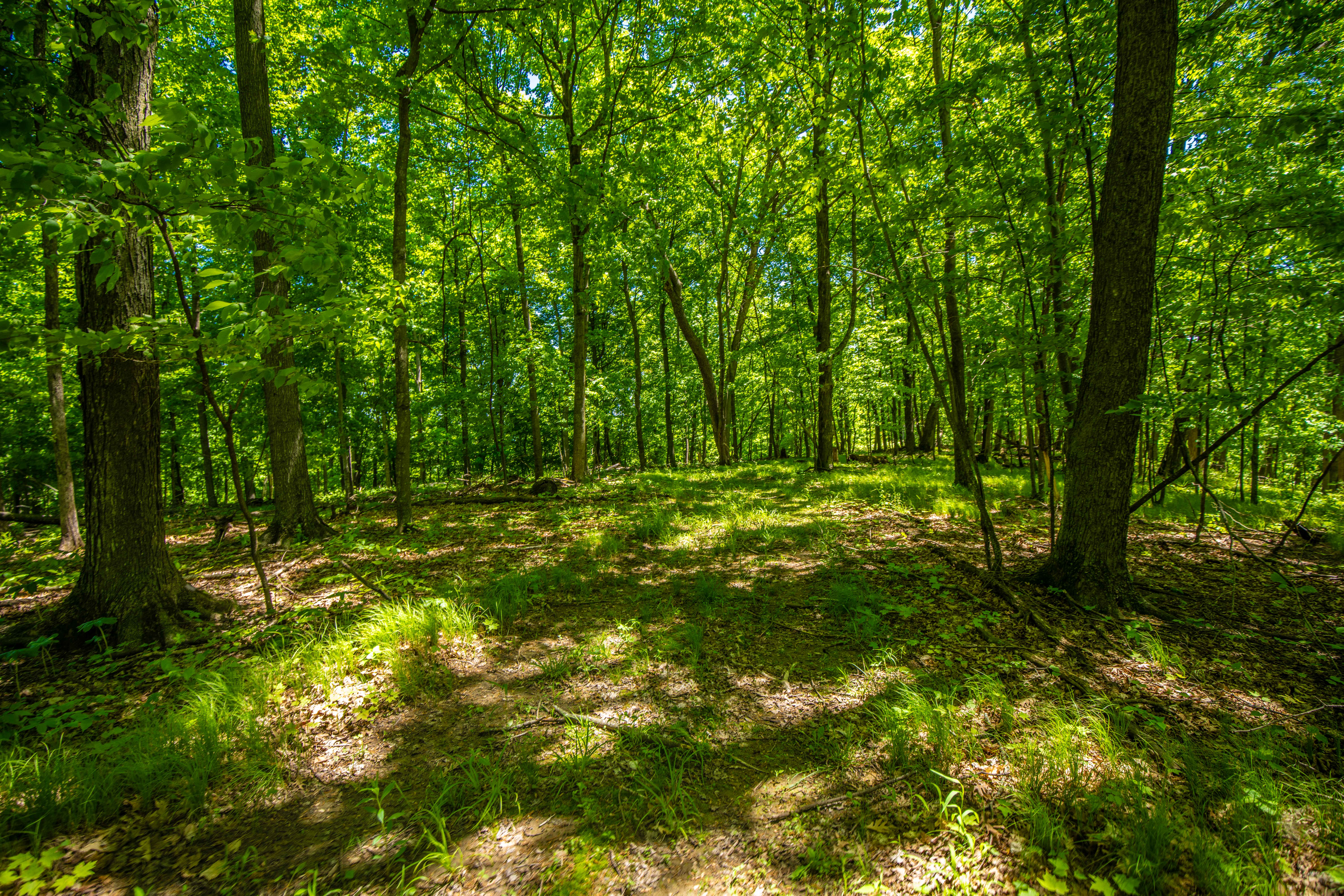22727 BELL HOLLOW LANE - image 36